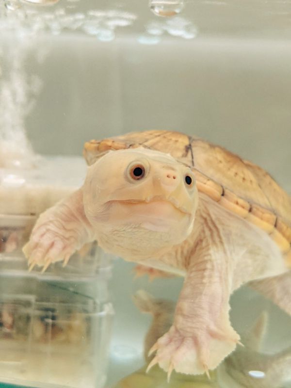 Turtle Twitter Yakyu-Zoido